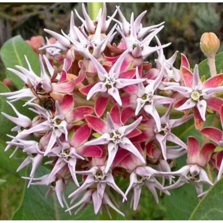 Rare Gift 500 Pieces Milkweed Striking & Mean 70 Seeds Heirloom USA NJ Breeder See My Shop For The Largest Selection