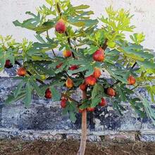 Plántulas de Árbol de Higo en Maceta y Plantadas en el Suelo, Plántulas de Higo enano para Regiones del Norte y Sur que Cogen Frutos en el Mismo Año 100 piezas - 100 semillas - Ver 5