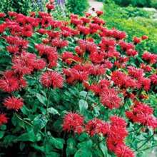 200 Seeds Bee-Happy Scarlet Bee Balm Live Plant Flowers Versatile