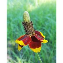 100 Seeds Of Mexican Rabbit Lip Flowers (Ratibida Columnifera) Are Cold-Resistant And Suitable For All Seasons, Suitable For DIY Gardens, Home Gardens, Flower Pots, And Inner Courtyards - Id Plants Live  Vegetable Seeds Hosta Plants Garden Plants Flowers For Outdoor Semillas De Flores Para Sembrar Garden  All  Plants For Outdoor Mosquito Protection Outdoor Garden Plants Seeds For Planting Perennial Flower Plants Plant Seeds