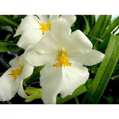 200seeds Orchid Insanity -Miltoniopsis Golden Snows Fragrant White Flowers Pansy Orchid Seedling