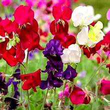 Free Additional 500 Seeds/40 Seeds Annual Lathyrus Odoratus Dwarf Sweet Beans Sugar Spice Plants Live  Vegetable Seeds Hosta Plants Live Plants Garden Flowers Seeds Plants For Outdoor Mosquito Protection Outdoor Garden Perennial Plants Seeds For Planting Live Plants  Not Seeds Perennial Flower Seeds Plant Seeds - 40粒種子 - 查看 3