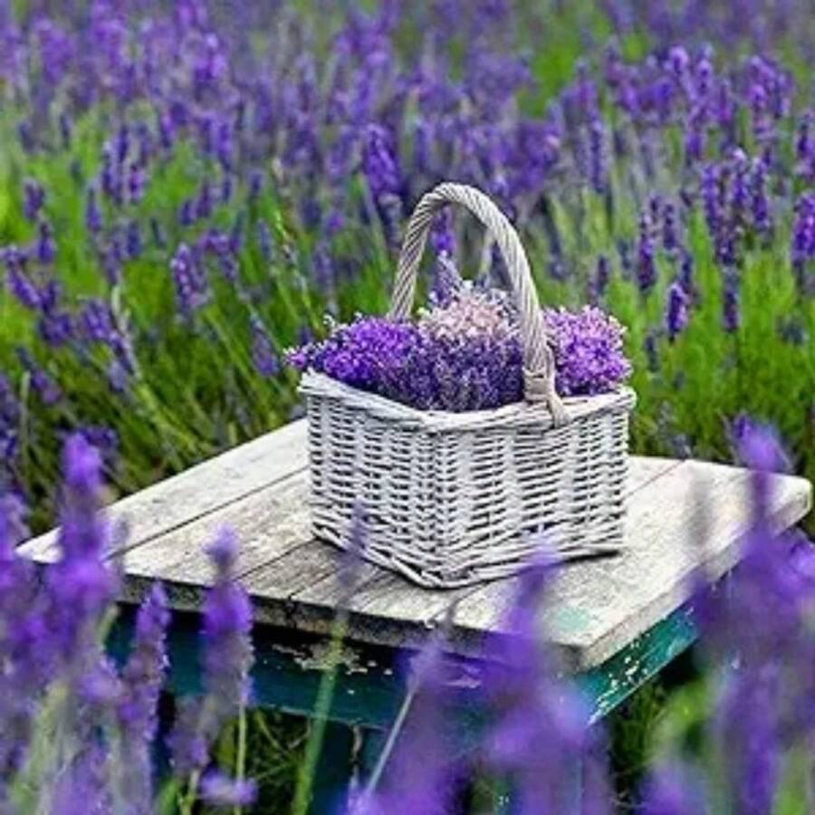Free Additional 500 Seeds/English Lavender Vera Herb Garden Seeds For Planting - 1000+ Live Plants   Vegetable Seeds Hosta Plants Live Plants Garden Flowers Seeds Plants For Outdoor Mosquito Repellent Outdoor Garden Perennial Plants Seeds For Planting Live Plants   Not Seeds Perennial Flower Seeds Plant Seeds