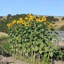 Free Additional 500 Seeds / Striped Super Tall Sunflower Giant Pumpkin Seeds - 100+ Perfect Plants Live  Vegetable Seeds Plants Hosta Plants Live Plants Garden Flowers Seeds Plants For Outdoor Mosquito Protection Outdoor Garden Four-Day Plants Seeds For Planting Live Plants  Not Seeds Four-Day Flower Seeds Plant Seeds - 1Pack - View 2