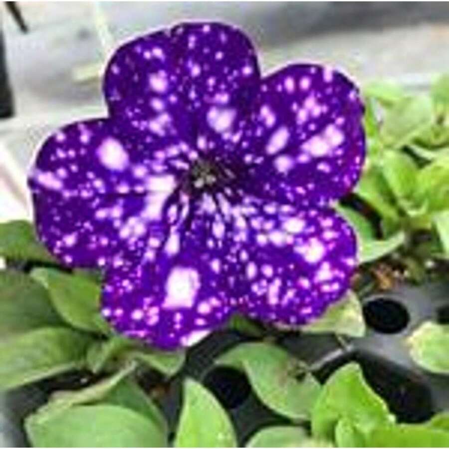200 Seeds Nachtsky Petunia Seeds / 3. Generation/Hybrid.