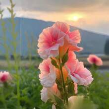 2000+ Double Mixed Prickly Rose Seeds, Rare Alcea Rosea Annua Spring Ornament Crimson, Non-GMO Heirloom, Great Gift.