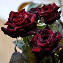 200 Seeds Strongly Fragrant Large Roses Black Bak, Purple-Black Balcony Rose Large Potted Flower Green Plants - 22 - 查看 4