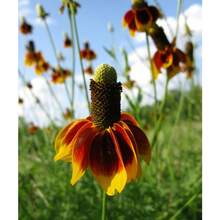 100 Seeds Of Mexican Rabbit Lip Flowers (Ratibida Columnifera) Are Cold-Resistant And Suitable For All Seasons, Suitable For DIY Gardens, Home Gardens, Flower Pots, And Inner Courtyards - Id Plants Live  Vegetable Seeds Hosta Plants Garden Plants Flowers For Outdoor Semillas De Flores Para Sembrar Garden  All  Plants For Outdoor Mosquito Protection Outdoor Garden Plants Seeds For Planting Perennial Flower Plants Plant Seeds