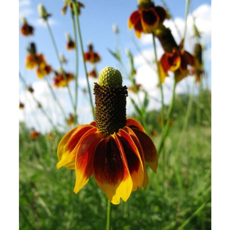 100 Seeds Of Mexican Rabbit Lip Flowers (Ratibida Columnifera) Are Cold-Resistant And Suitable For All Seasons, Suitable For DIY Gardens, Home Gardens, Flower Pots, And Inner Courtyards - Id Plants Live  Vegetable Seeds Hosta Plants Garden Plants Flowers For Outdoor Semillas De Flores Para Sembrar Garden  All  Plants For Outdoor Mosquito Protection Outdoor Garden Plants Seeds For Planting Perennial Flower Plants Plant Seeds