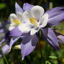 Semillas de Columbine Estrella Azul, paquete de 200 semillas, flores perennes fáciles de cultivar, jardín, decoración viva, resistente y colorido, ideal para exteriores y paisajismo - Variante 1 - Ver 4