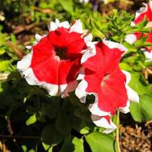 2000 Pieces Petunia Seeds - Non-GMO, Fast Growing, Long Blooming Plants On , Vegetable Seeds, Hosta Plants, Live Plants, Garden Flower Seeds, Plants For Outdoors, Semillas De Flores Para Sembrar, Garden , All Live Plants, No Seeds, Live Plants On , Plants For Outdoors, Mosquito Protection, Outdoor Garden, Perennial Plants, Seeds For Planting, Live Plants On , No Seeds, Perennial Flower Seeds, Plant Seeds - White - View 3