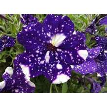 200 Seeds Nachtsky Petunia Seeds / 3. Generation/Hybrid.