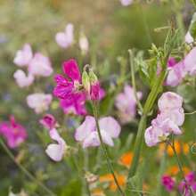 Free Additional 500 Seeds/40 Seeds Annual Lathyrus Odoratus Dwarf Sweet Beans Sugar Spice Plants Live  Vegetable Seeds Hosta Plants Live Plants Garden Flowers Seeds Plants For Outdoor Mosquito Protection Outdoor Garden Perennial Plants Seeds For Planting Live Plants  Not Seeds Perennial Flower Seeds Plant Seeds - 40粒種子 - 查看 6