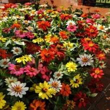 500 pezzi Miscuglio di semi di fiori di Zinnia - 100 semi, regalo per semina in vasi e giardini