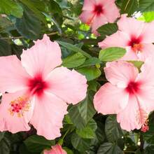 Flower Seeds - 265件 - 查看 2