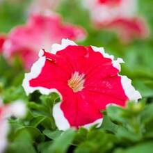 2000 Pieces Petunia Seeds - Non-GMO, Fast Growing, Long Blooming Plants On , Vegetable Seeds, Hosta Plants, Live Plants, Garden Flower Seeds, Plants For Outdoors, Semillas De Flores Para Sembrar, Garden , All Live Plants, No Seeds, Live Plants On , Plants For Outdoors, Mosquito Protection, Outdoor Garden, Perennial Plants, Seeds For Planting, Live Plants On , No Seeds, Perennial Flower Seeds, Plant Seeds - White - View 7