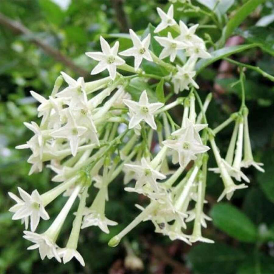 Nightshade Jasmine Plant Seeds - 50 Heirloom Garden Plant Seeds For A Striking Evergreen Bush - Non-GMO Seeds To Attract Pollinators - 1包 - 查看 1