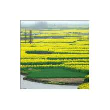 5000 Rapeseed Seeds, High Germination Rate Traditional Garden Variety