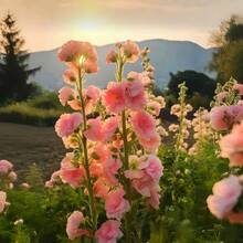 2000+ Double Mixed Prickly Rose Seeds, Rare Alcea Rosea Annua Spring Ornament Crimson, Non-GMO Heirloom, Great Gift.