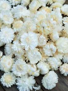 10/20/60 قطعة من أزهار البابونج المجففة الطبيعية للخارج - مصنوعة من مادة القش - زخرفة DIY والأعراس والهالوين والكريسماس وترتيب الطاولة وتشكيلات عباد الشمس والزهور الأخرى