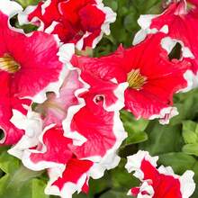 2000 Pieces Petunia Seeds - Non-GMO, Fast Growing, Long Blooming Plants On , Vegetable Seeds, Hosta Plants, Live Plants, Garden Flower Seeds, Plants For Outdoors, Semillas De Flores Para Sembrar, Garden , All Live Plants, No Seeds, Live Plants On , Plants For Outdoors, Mosquito Protection, Outdoor Garden, Perennial Plants, Seeds For Planting, Live Plants On , No Seeds, Perennial Flower Seeds, Plant Seeds - White - View 6