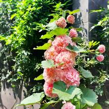 2000+ Double Mixed Prickly Rose Seeds, Rare Alcea Rosea Annua Spring Ornament Crimson, Non-GMO Heirloom, Great Gift.