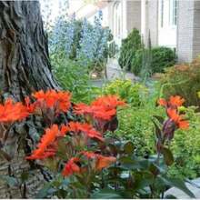 Do You Recommend 200 VESUVIUS CAMPION Red Orange Lychnis Arkwrightii Catchfly Flower Seeds