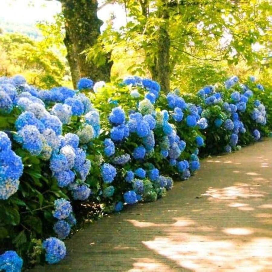 30 semillas de Hortensia Nikko Blue Hydrangea macrophylla, color de flor vívido, favorita para el jardín - 1 - Ver 1