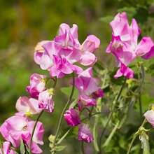 Free Additional 500 Seeds/40 Seeds Annual Lathyrus Odoratus Dwarf Sweet Beans Sugar Spice Plants Live  Vegetable Seeds Hosta Plants Live Plants Garden Flowers Seeds Plants For Outdoor Mosquito Protection Outdoor Garden Perennial Plants Seeds For Planting Live Plants  Not Seeds Perennial Flower Seeds Plant Seeds - 40粒種子 - 查看 1