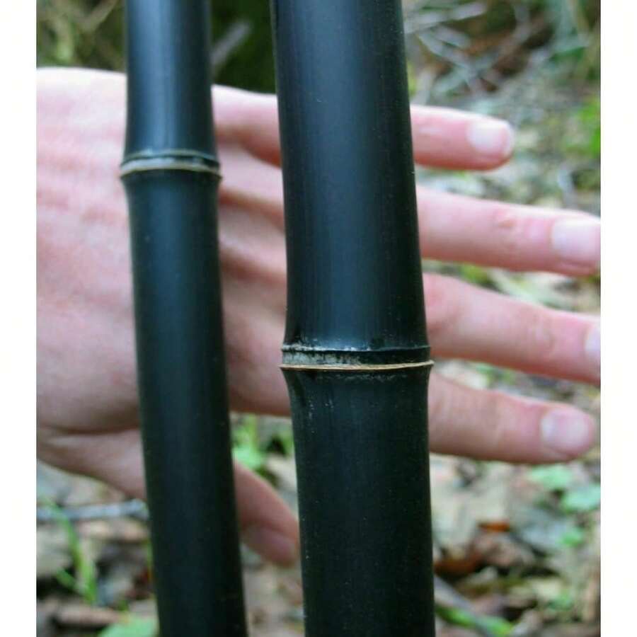 Künstlicher Kaktus Aus PU-Material - Ca. 45 Cm Hoch, Pflegeleicht Für Drinnen & Draußen