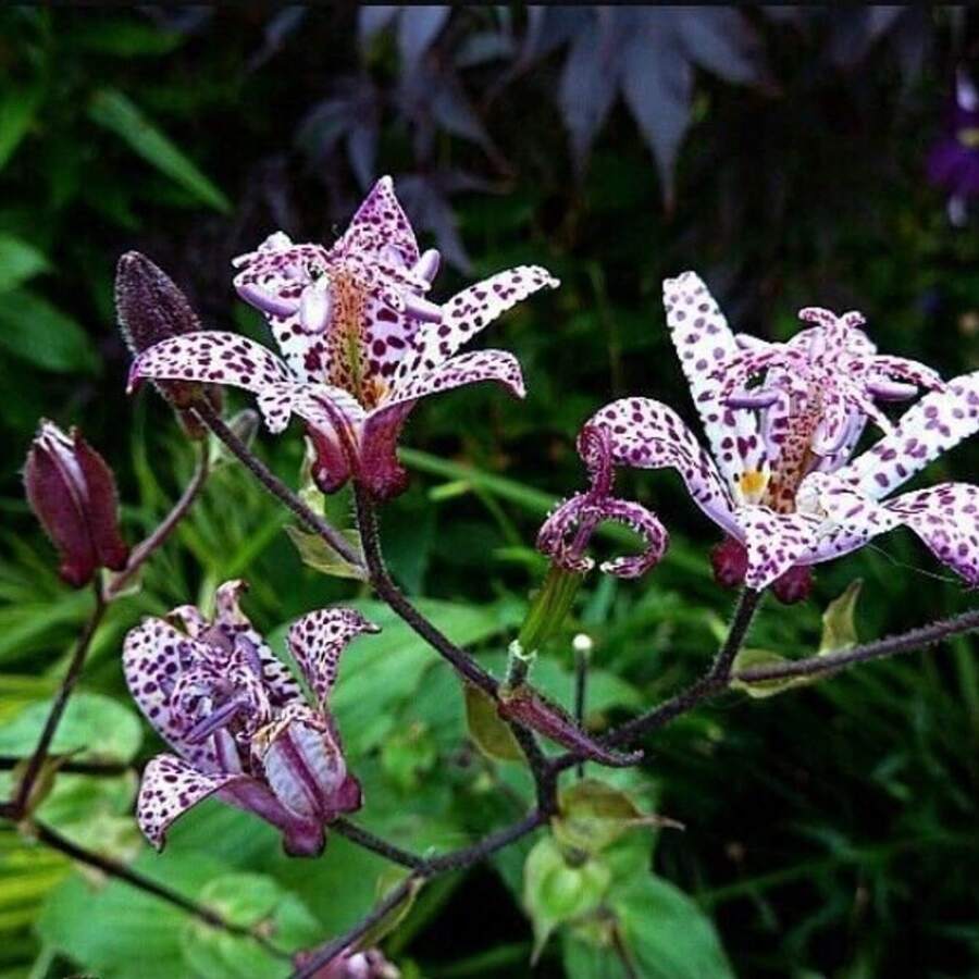 Tricyrtis Heirloom Japanese Crysanthemums Flower Seeds - 100+ Per Plant Live  Vegetable Seeds Hosta Plants Live Plants Garden Flowers For Outdoor Semillas De Flores Para Sembrar Garden  All Live Plants Not Seeds Live Plants Garden Flowers For Outdoor Mosquito Protection Outdoor Garden Perennial Plants Seeds For Planting Live Plants  Not Seeds Perennial Flower Seeds Plant Seeds