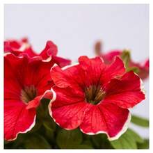 2000 Pieces Petunia Seeds - Non-GMO, Fast Growing, Long Blooming Plants On , Vegetable Seeds, Hosta Plants, Live Plants, Garden Flower Seeds, Plants For Outdoors, Semillas De Flores Para Sembrar, Garden , All Live Plants, No Seeds, Live Plants On , Plants For Outdoors, Mosquito Protection, Outdoor Garden, Perennial Plants, Seeds For Planting, Live Plants On , No Seeds, Perennial Flower Seeds, Plant Seeds - White - View 8