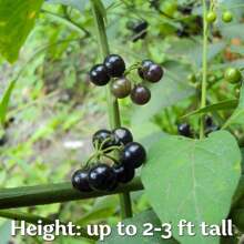Black Nightshade Seeds Heirloom, Open Pollinated For Herb Garden/Container - 50 Seeds, Winter Hardy Zone 5-9, USDA Organic, Perfect Cultivation
