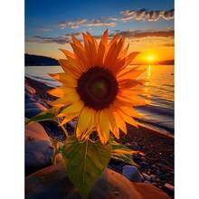 20 Gorgeous Large Gray Striped Sunflower Seeds - 1 - 查看 3