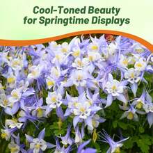 Semillas de Columbine Estrella Azul, paquete de 200 semillas, flores perennes fáciles de cultivar, jardín, decoración viva, resistente y colorido, ideal para exteriores y paisajismo - Variante 1 - Ver 3