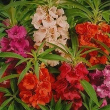 2400+ Impatiens Seeds, Bush Mix, For Growing And Cultivating Wild Flowers In The Home Garden Or Flower Garden - Non-GMO Heirloom Varieties - 2400+混合 - 查看 3