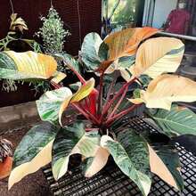 Blooms1750 Philodendron Prince Of Orange Climbing Plants House Plants 3 Seeds