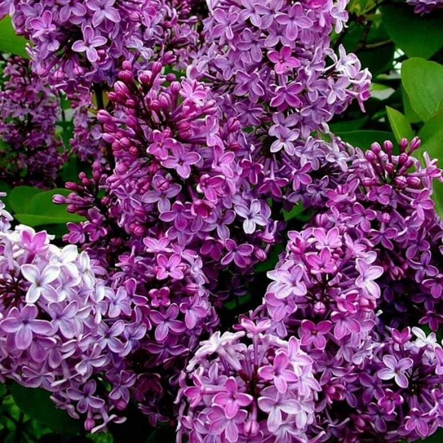 Semillas de plantas - 30 semillas - Ver 1