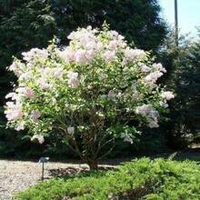 Semillas de plantas - 30 semillas - Ver 4