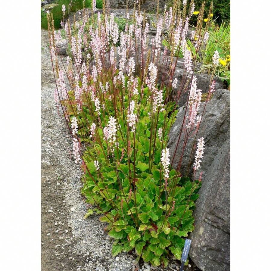 WEDDg Fresh & Organic Francoa Sonchifolia Seeds Pink Outdoor Flower Seeds Bulk Pack Bridal Wreath