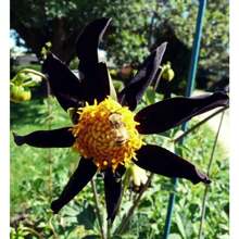 200 False Seeds Obsidian Orchid Dahlia Bulb A Star Jewel For Your Garden I Blue