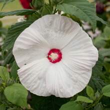 Flitterwochen White With Eyes Hardier Hibiscus -100+ Premium Heirloom Garden Fruit For Exquisite Perennial Flowers - 1 Pack - View 3