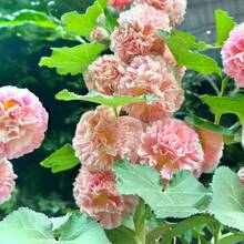 2000+ Double Mixed Prickly Rose Seeds, Rare Alcea Rosea Annua Spring Ornament Crimson, Non-GMO Heirloom, Great Gift.