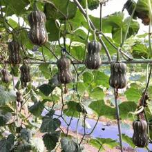 255 Pieces Vegetable Seeds Jinsha Pumpkin Seeds Fruit Flesh Orange Fruit Flesh Thick Over Pink Sticky Ice Thin Skin No Residue