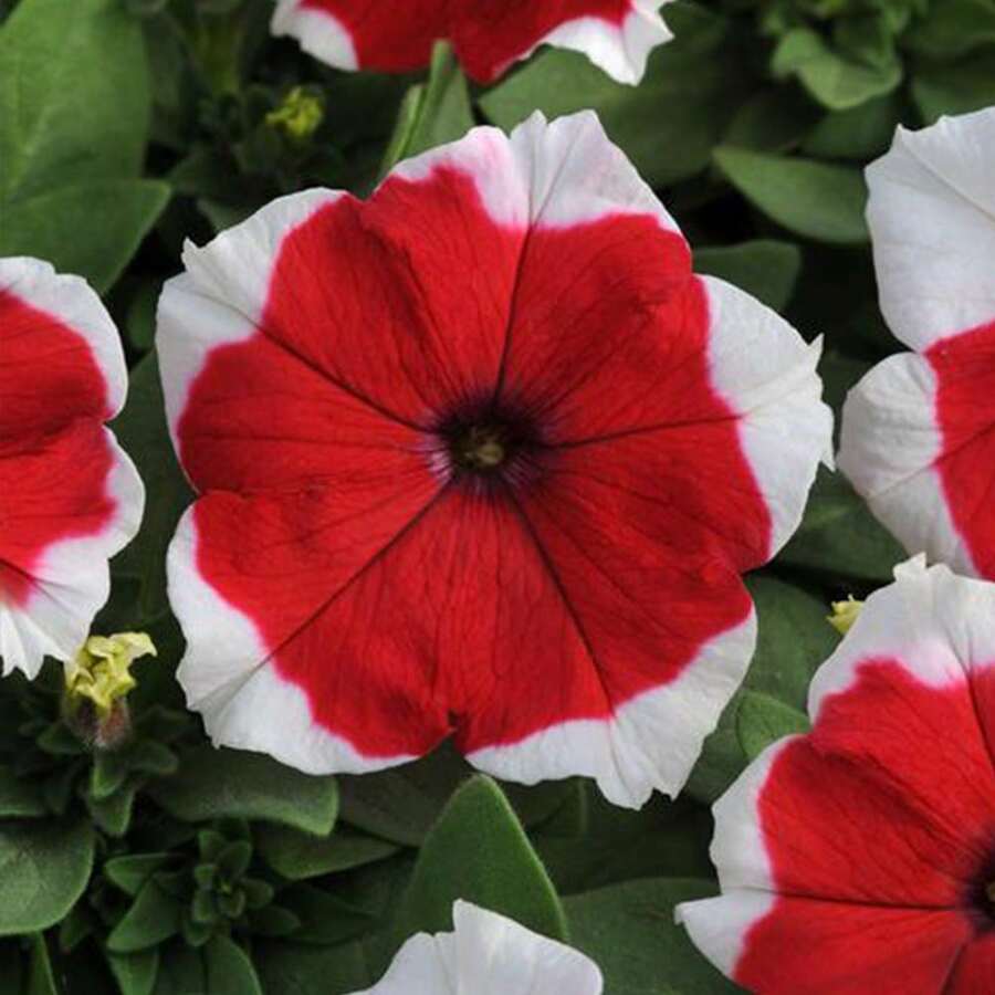 2000 Pieces Petunia Seeds - Non-GMO, Fast Growing, Long Blooming Plants On , Vegetable Seeds, Hosta Plants, Live Plants, Garden Flower Seeds, Plants For Outdoors, Semillas De Flores Para Sembrar, Garden , All Live Plants, No Seeds, Live Plants On , Plants For Outdoors, Mosquito Protection, Outdoor Garden, Perennial Plants, Seeds For Planting, Live Plants On , No Seeds, Perennial Flower Seeds, Plant Seeds - White - View 1
