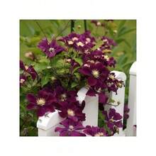 Mixed Vine Flowers 200 Seeds Suitable For Planting Beautiful Traditional Climbing Plants Blooming Beautiful Flowers - 100000+混合 - 查看 2