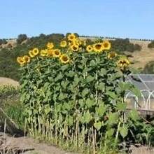 Free Additional 500 Seeds / Striped Super Tall Sunflower Giant Pumpkin Seeds - 100+ Perfect Plants Live  Vegetable Seeds Plants Hosta Plants Live Plants Garden Flowers Seeds Plants For Outdoor Mosquito Protection Outdoor Garden Four-Day Plants Seeds For Planting Live Plants  Not Seeds Four-Day Flower Seeds Plant Seeds - 1Pack - View 1