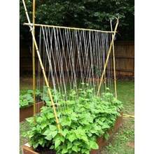 Lilac Berries Sugar Magnolias Sweet Raspberry Seeds, Pisum Sativum PI0325