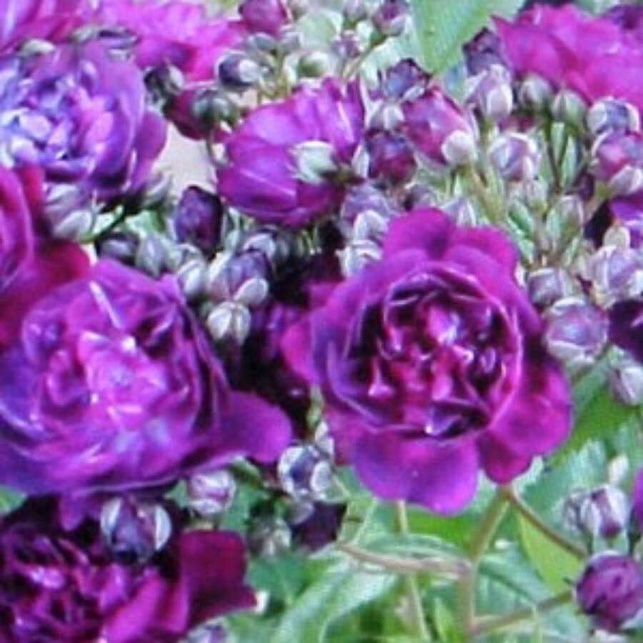 Fragrance Climbing BABY LILAC Thornless ROSE Flower Seeds Baby Purple Flowers Of Color 200 Seeds - 50 SEED - View 1
