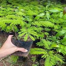 Herb Garden Seeds 50 50+ Seeds Cha-om (Acacia Pennata) Plant Seeds - Edible  Southeast Asian Herb Cha Om Seeds
